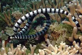 非洲黑曼巴于海蛇毒性之争，世界之最，谁与争峰！图片