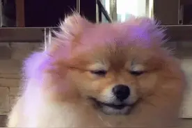 博美小剧场：这分明是上课睡觉被老师抓包的你！最后那眼神简直了图片