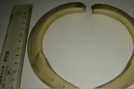 獠牙就是勋章，血染白甲的杜高犬图片