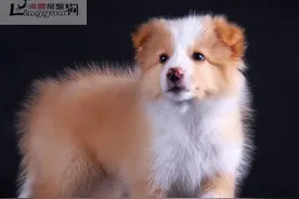 伴侣犬调教-狗狗乱叫扰民，怎么办？图片