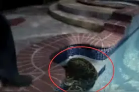 男子游泳发现池边凹处有一团东西，靠近看清后吓得家人慌忙报警！图片