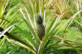 菠萝会“麻”嘴？那是你不知道它还能这样吃！图片