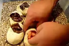 男子野外游玩儿发现一窝蛋，拿回家拨开看见里面的东西惊呆了！图片