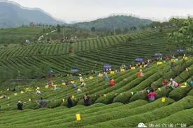 关注“一节一会”！湄潭、余庆、风冈，县县展风采！图片