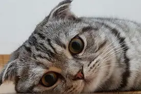 喵星人玩纸箱太嗨被卡住，本以为同伴施救，它竟做出这样的举动！图片