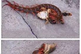 以前都是青蛙吃害虫的，但是遇上这只害虫之后它的遭遇就不幸了图片