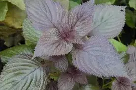润燥滑肠紫苏子图片