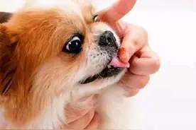 狗狗也需要吃保健品吗?图片
