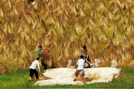 大凉山苦荞  来自大山深处的绿色珍品图片