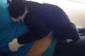 这只猫一直趴在主人孕肚上守护宝宝，降生后更是爱护有加！图片