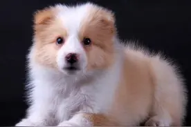 边牧训练——边牧伴侣犬的家庭训练从懒人训练法开始图片