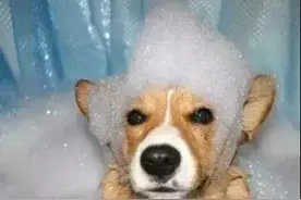 别人家的宠物洗澡时是这样的，而自己家的...图片