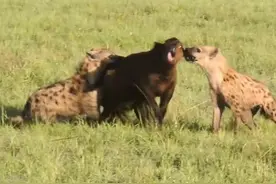 鬣狗残忍撕咬水牛屁股及腹部，最终活吃，过程血腥恐怖，让人惊悚图片