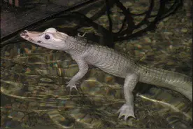 野外发现罕见白色鳄鱼，这种机会可能是百年才有一遇图片