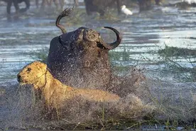 狮子追杀母牛和幼崽，公牛为解救它们勇猛出击，成功反杀狮子！图片