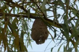 农村常见的这些虫子，伴随了整个童年图片