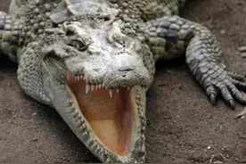 动物世界-湾鳄图片