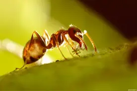 一只蝼蚁的世界观图片