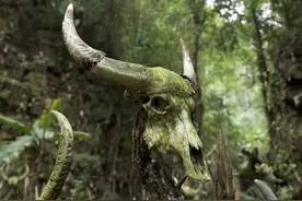 古老部落神秘佤族的黑暗森林的人头祭祀图片