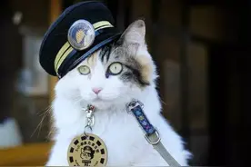 和歌山  拜见小玉 猫站长图片
