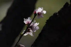 颜体书法技法图片