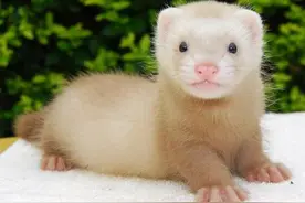 宠物貂好养吗 宠物貂饲养方法大全图片