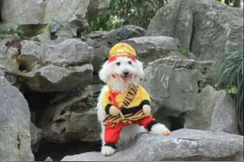 汪星人的cosplay，最后一张太魔性啦！图片