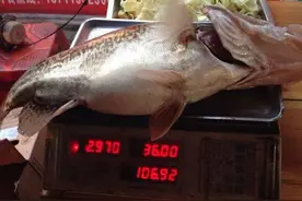 水库收费35元，却收获巨型白条，赚大啦！图片