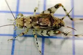 史上最全的蟋蟀分类大全，果断转载[新手必读]图片