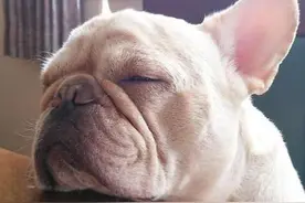 一只随时随地都在犯困的小法斗的日常，熊孩子你可长点心吧！图片