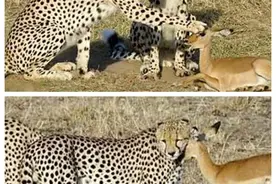 凶猛猎豹围捕小羚羊，接着一幕让所有人都难以置信图片