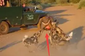 非洲野狗残忍将母羚羊肚子咬破，扑倒活吃，抢食一幕让人背后发凉图片