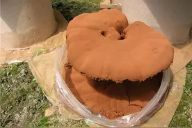 灵芝孢子粉是啥东西？图片