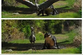 鳄鱼宝宝遭苍鹭抢走，母鳄的举动令人无比佩服图片