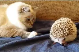 主人带回了一只刺猬，猫不断闻一闻摸一摸，最后做出让人心疼的事图片