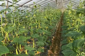 株洲市郊八大农庄自助游，吃喝玩乐一站搞定!图片