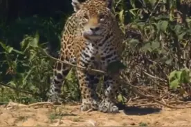 鳄鱼在河里得瑟，遭遇霸气的美洲虎，结局竟然意外和精彩图片