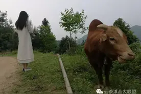 黑茶中的老班章—安化云台山六步溪领峰山六步七步公司茶园基地图片