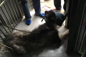 这只阿拉斯加被主人遗弃，为了防止它跑回家，狠心主人竟这样做！图片