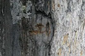 你不会真的以为网上买的金丝楠木是真的吧？告诉你，你被骗了！图片