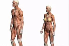 男性与女性的肌肉和骨骼的画法参考图片