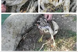 猎鹰捕捉花纹蛇，最后的结果却峰回路转图片