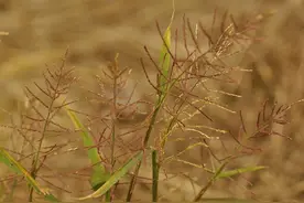 都要改种大豆了，这三种草害你还不会治？图片