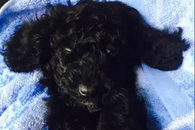 刚买的泰迪患上细小，医生劝说放弃治疗，而我的坚持却换来奇迹！图片