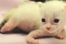 天生畸形的小猫被扔掉了，有人捡回去后把它养的超漂亮图片