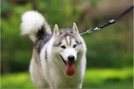 训犬必读之训犬的七大基本原理（二）图片