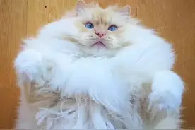 这只猫用它的体型告诉你，胖也是一种美~图片