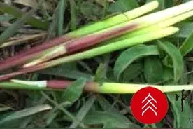 绿意盎然的草心图片