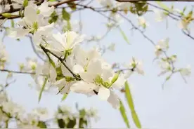 吃白花要小心，有毒没毒要分清图片