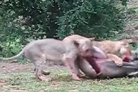 狮子活吃羚羊，咬破肚皮舔舐内脏，不到10秒整个撕裂羚羊，恐怖图片